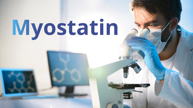 Nhiều người thường thắc mắc myostatin là gì