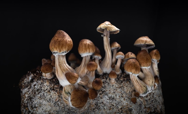 Nấm Psilocybin: Từ nghi lễ cổ xưa đến liệu pháp tâm lý hiện đại 1