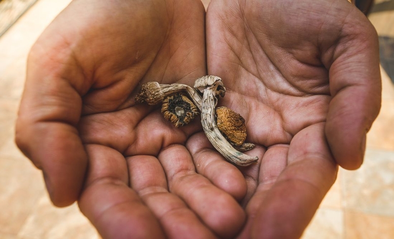Nấm Psilocybin: Từ nghi lễ cổ xưa đến liệu pháp tâm lý hiện đại 2