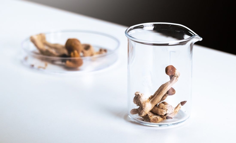 Nấm Psilocybin: Từ nghi lễ cổ xưa đến liệu pháp tâm lý hiện đại 3