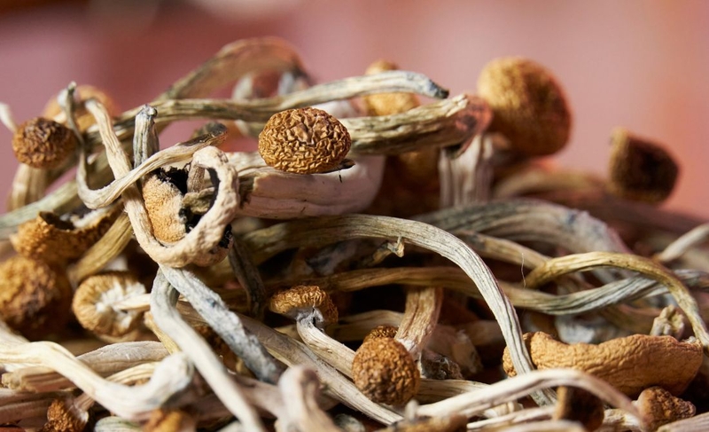 Nấm Psilocybin: Từ nghi lễ cổ xưa đến liệu pháp tâm lý hiện đại 4