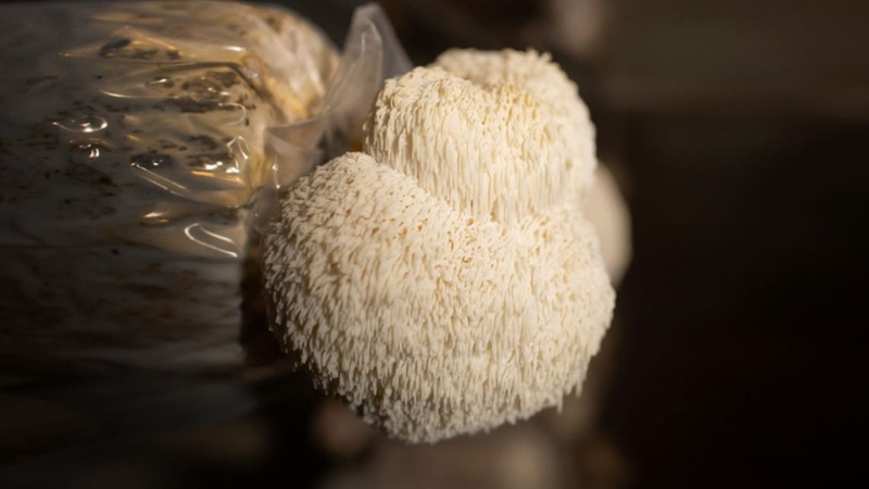 Nấm bờm sư tử: Công dụng và giá trị “vàng” đối với sức khỏe 1