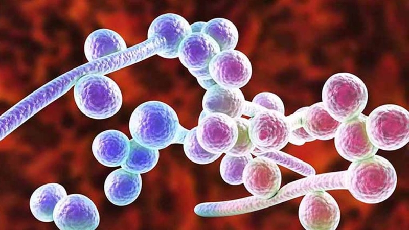 Nấm Candida ở nam giới: Mức độ nguy hiểm ra sao? 1