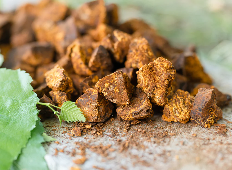 Nấm Chaga để được bao lâu? Hướng dẫn bảo quản đúng cách 1