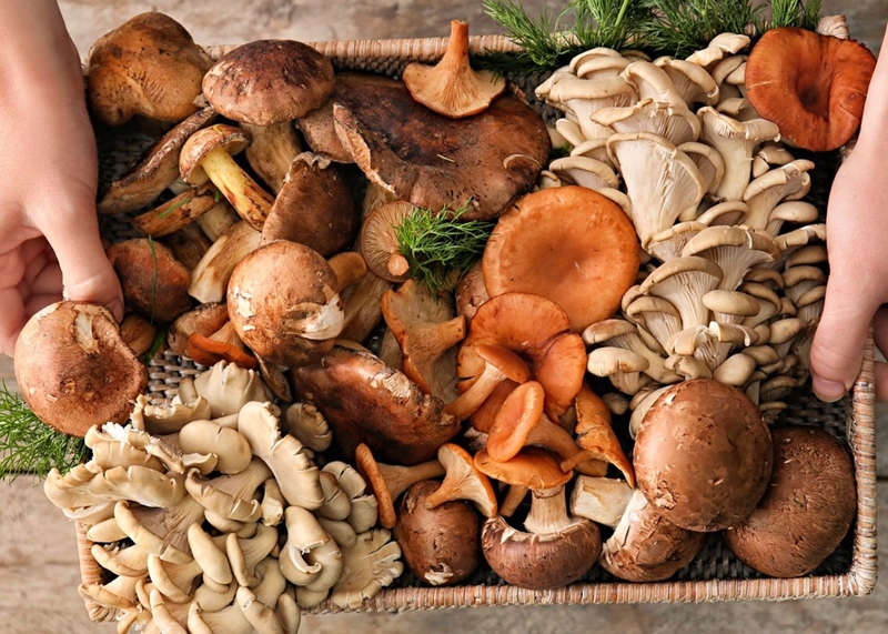 Nấm có chất xơ không? Lưu ý gì khi ăn nấm? 1
