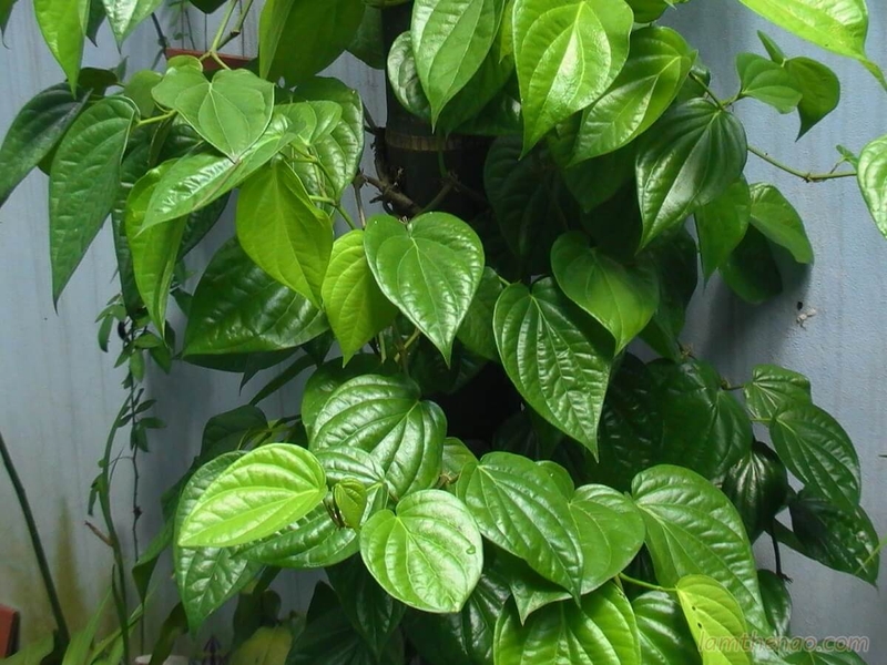 Cách phòng tránh bệnh nấm da đầu lan xuống mặt