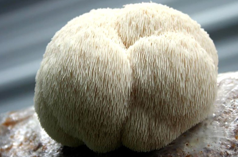 Nấm đầu khỉ là gì? Cách sử dụng nấm đầu khỉ hiệu quả nhất 1