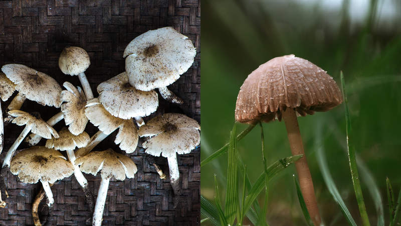 Nấm độc giống nấm mối khiến nhiều người nhầm lẫn