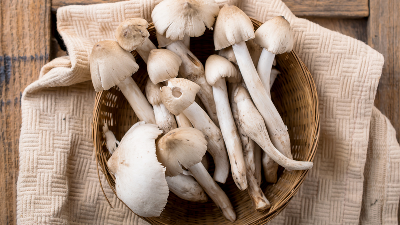 Sơ chế và chế biến nấm mối đúng cách để hạn chế ngộ độc do vi sinh vật