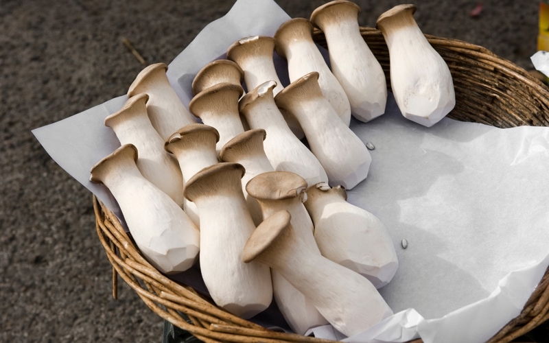 Nấm đùi gà 1