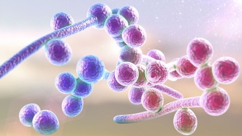 Nấm gây bệnh ở dương vật và cách phòng ngừa 2