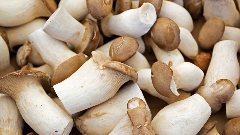 Nấm hoàng đế và những tác dụng bất ngờ cho sức khỏe 1