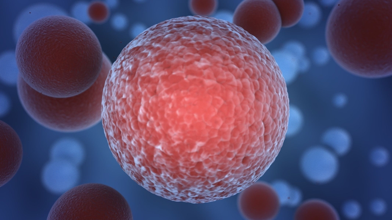 Nấm hoàng đế và những tác dụng bất ngờ cho sức khỏe 4