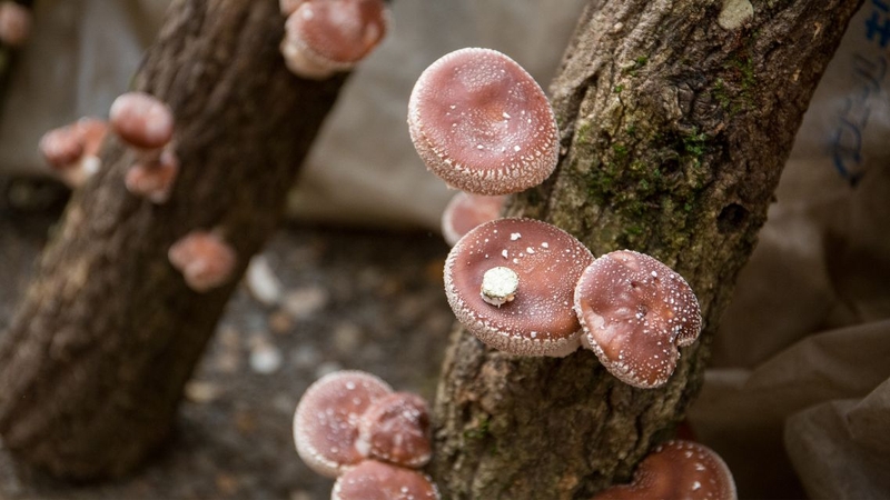 Giá trị dinh dưỡng vượt trội và tác dụng của nấm hương với sức khỏe 1