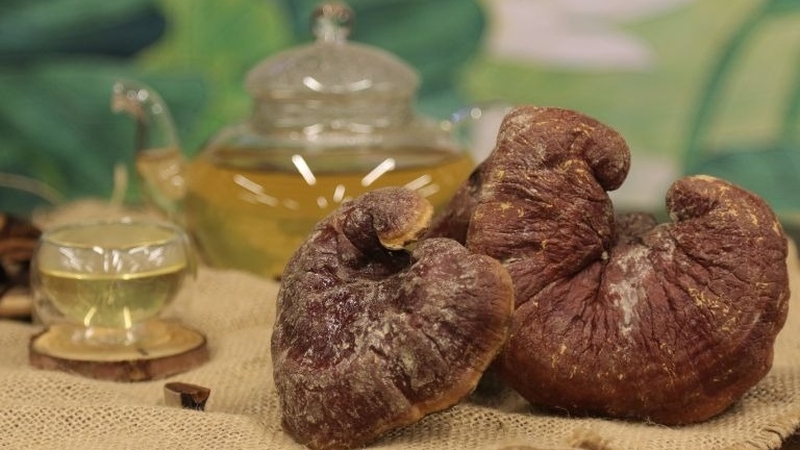 Nấm lim xanh bảo quản được bao lâu? Hướng dẫn bảo quản nấm lim xanh 3