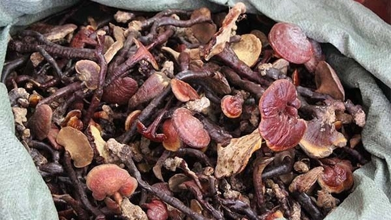 nam-lim-xanh-bi-moc-co-dung-duoc-khong-cach-bao-quan-nam-lim-xanh-2