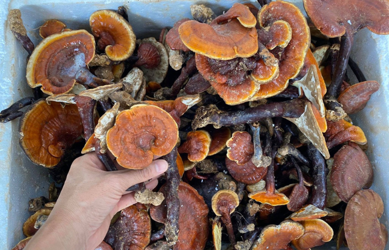 Nấm lim xanh có đắng không? Nấm lim xanh có vị gì? 1