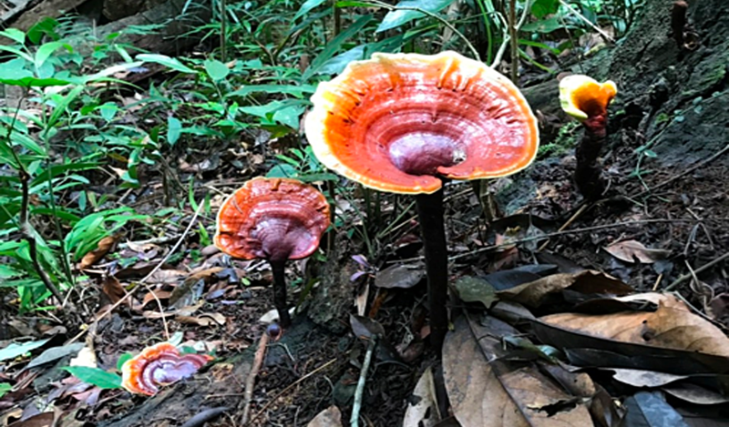 Nấm lim xanh là dược liệu quý trong y học cổ truyền