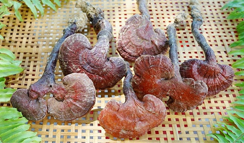 Nấm lim xanh rừng xù xì hơn nấm lim xanh nuôi trồng