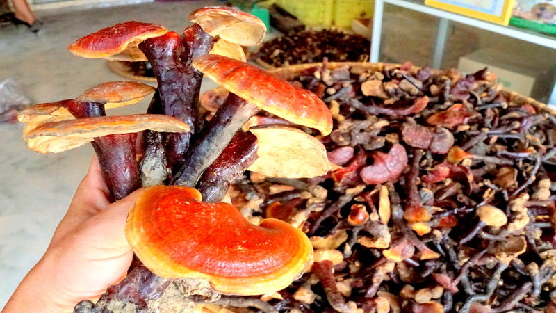 Nấm lim xanh có độc không?