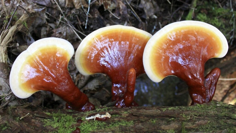 Nấm lim xanh là gì? Nấm lim xanh chữa ung thư được không? 1