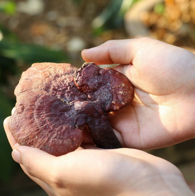 Nấm lim xanh là gì? Nấm lim xanh chữa ung thư được không? 2