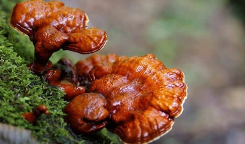 Nấm lim xanh là loại nấm mọc trên thân cây lim xanh