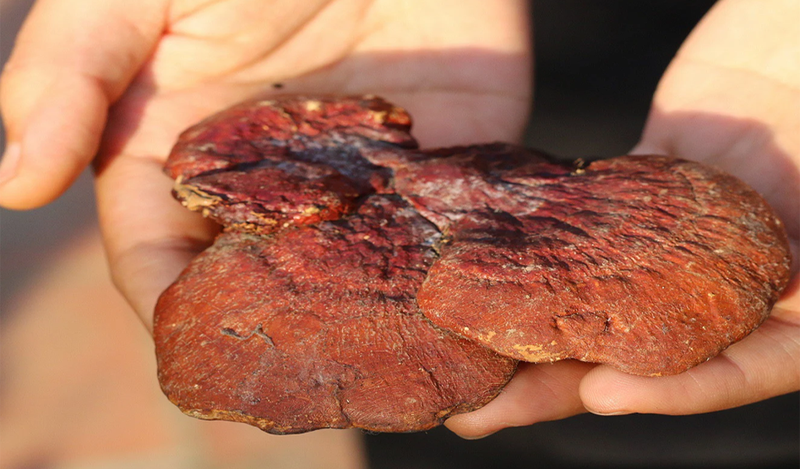 Nấm lim xanh hồng chi có chứa nhiều dược chất nhất