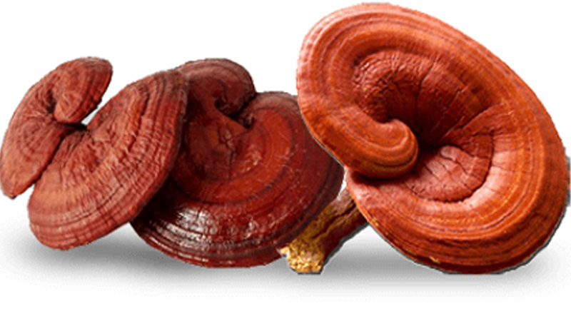 Thận trọng khi sử dụng nấm lim xanh trong điều trị bệnh