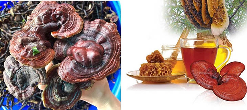 3 cách dùng nấm lim xanh ngâm mật ong.