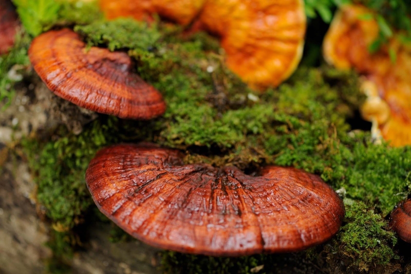 Nấm lim xanh rừng là gì? Công dụng và cách dùng nấm lim xanh rừng 2