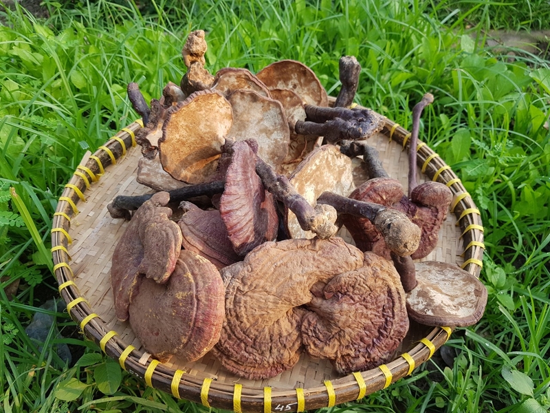 Nấm lim xanh có thật sự tốt không? 1