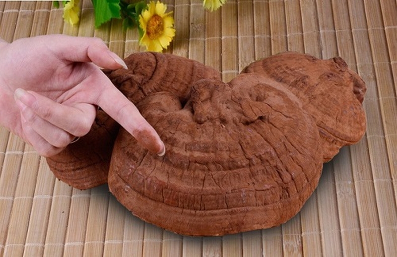 lam-sao-biet-nam-linh-chi-bi-moc-va-cach-xu-ly-nam-linh-chi-bi-moc