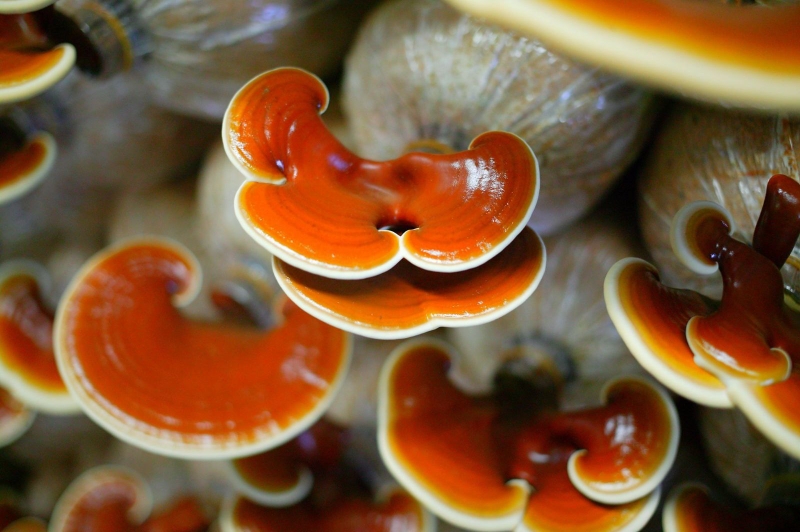 Nấm linh chi bổ gì? Những điều bạn cần biết 1