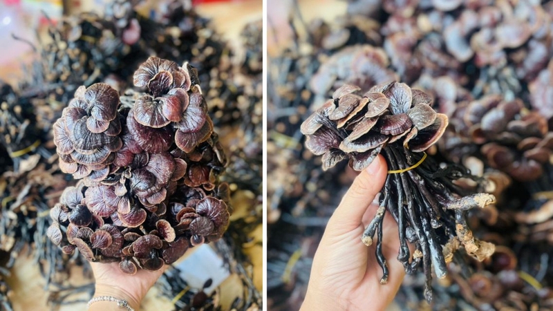 Sử dụng nấm linh chi cổ cò đúng cách giúp phát huy tối đa giá trị hỗ trợ sức khỏe