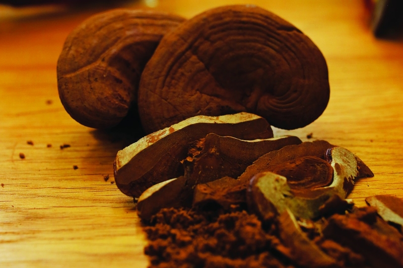 Nấm linh chi là gì? Cách dùng nấm linh chi hiệu quả 1