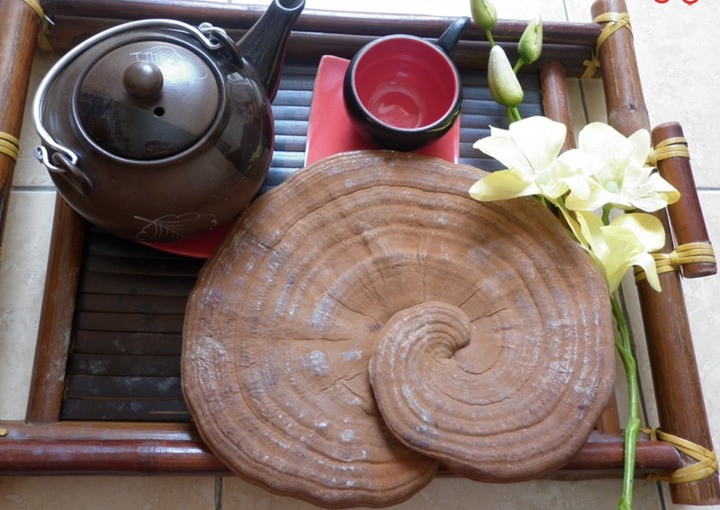 Nấm linh chi là gì? Cách dùng nấm linh chi hiệu quả 2