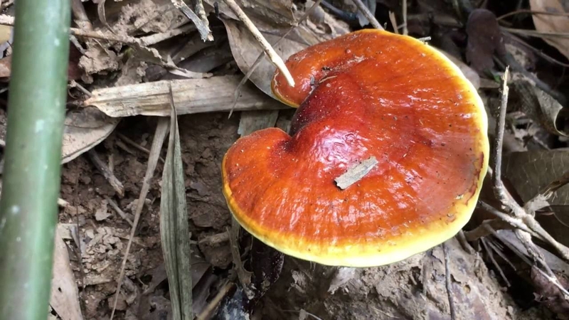 Nấm linh chi loại nào tốt cho sức khỏe người sử dụng? 1