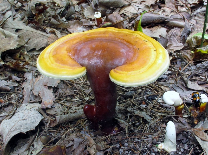 Nấm linh chi loại nào tốt cho sức khỏe người sử dụng? 2