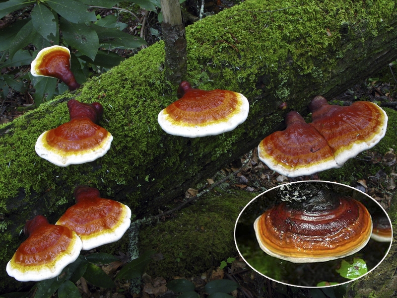 Nấm linh chi rừng có tác dụng gì? 1