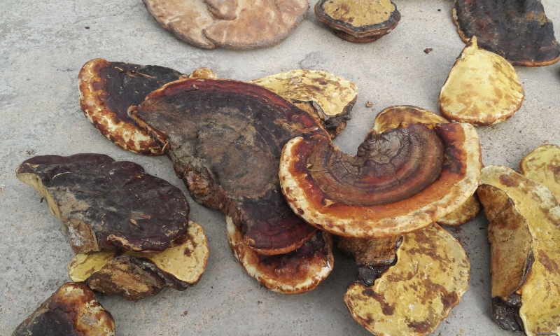 Nấm linh chi rừng có tác dụng gì? 2