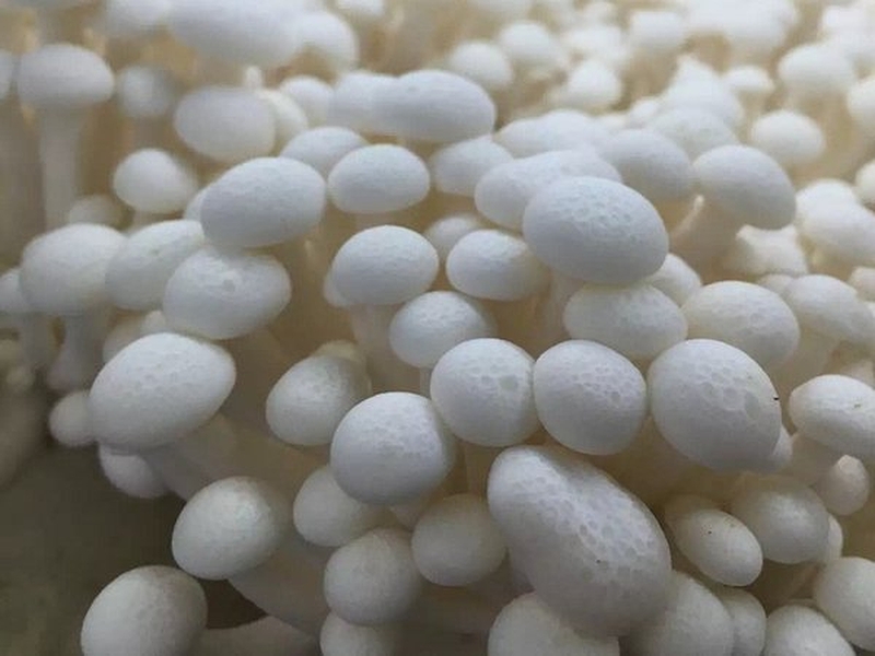 cach-xao-nam-linh-chi-trang-thom-ngon-bo-duong