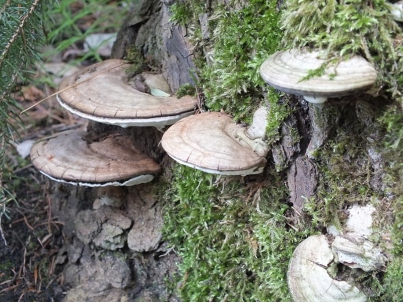 Nấm linh chi trắng và công dụng đối với sức khoẻ