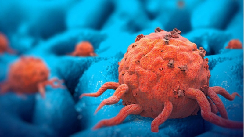 Nấm linh chi trắng và công dụng đối với sức khoẻ