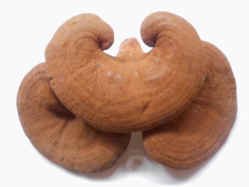 Nấm linh chi và táo đỏ - Sự kết hợp tuyệt vời cho sức khỏe 1