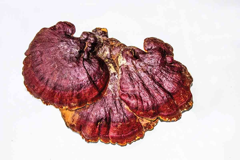 nấm linh chi xanh 1