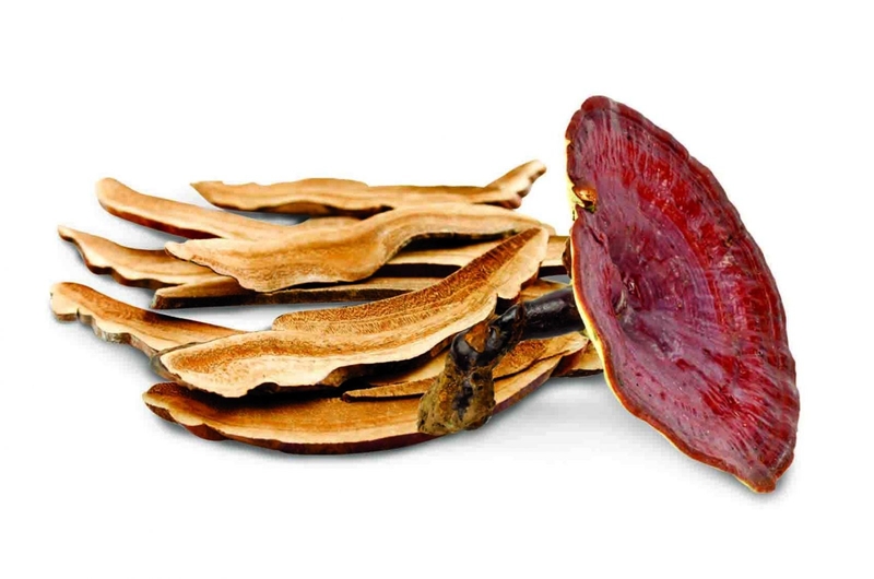 nấm linh chi xanh 3