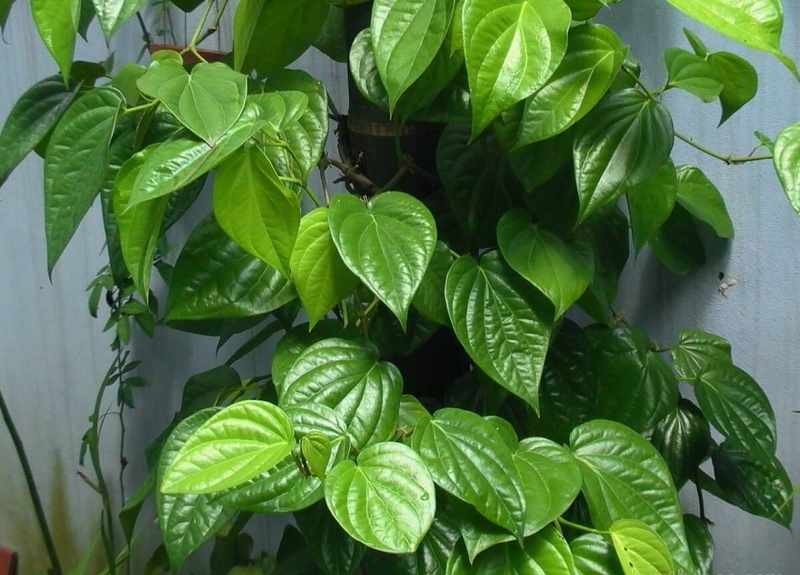 Nấm miệng lâu ngày có nguy hiểm không? Mẹo chữa nấm miệng tại nhà3