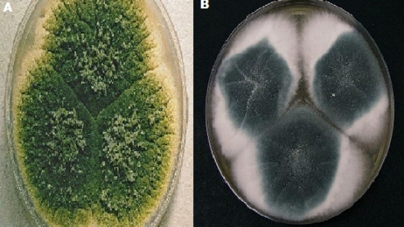 Tìm hiểu về nấm mốc Aspergillus niger 1