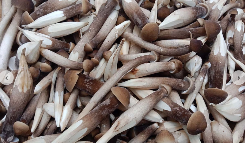 Nấm mối là gì? Công dụng của nấm mối 2